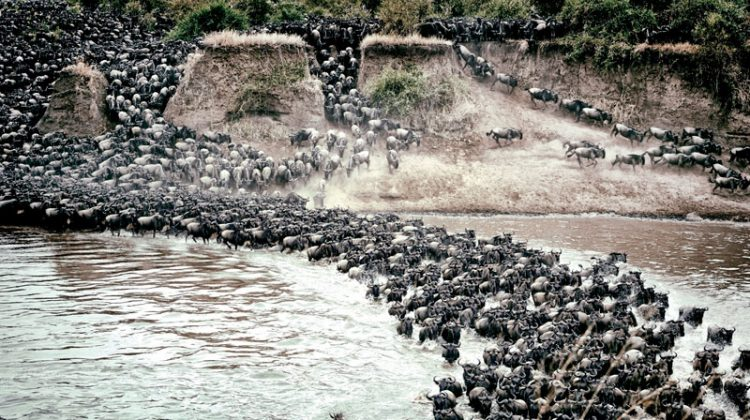 Mara Conservancies
