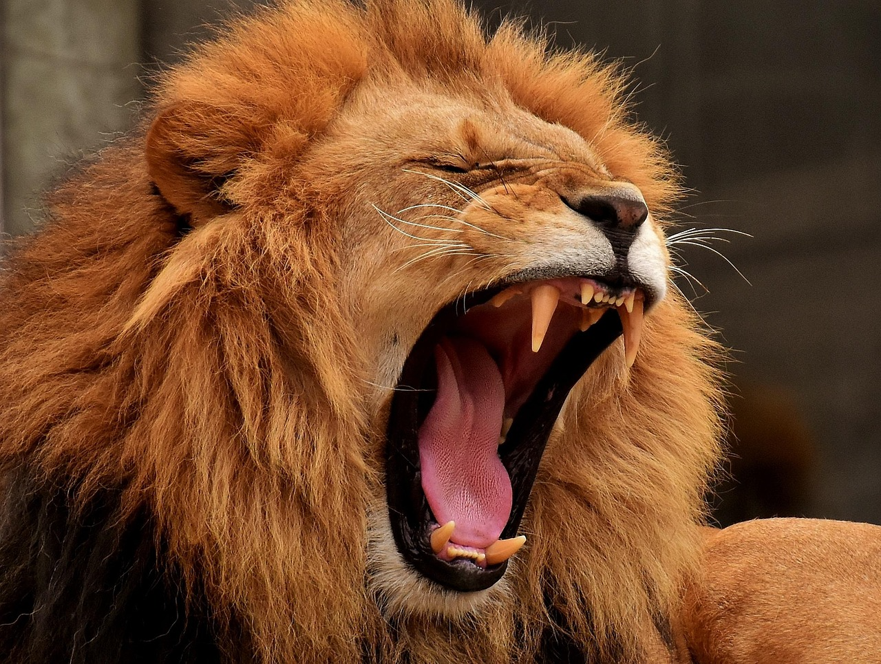 A male lion roaring in Kenya