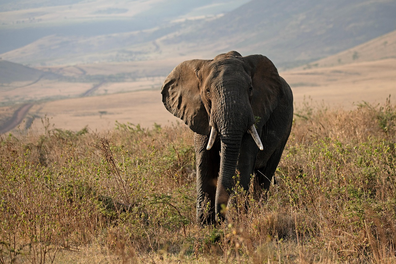 Tsavo East & West